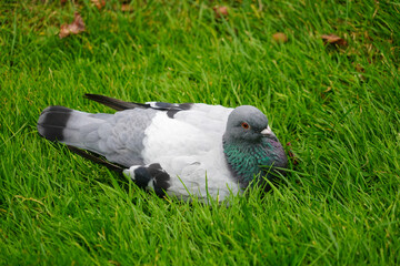 Close up of british pidgeon low level macro view wild bird showing reflective grey feathers head and eyes