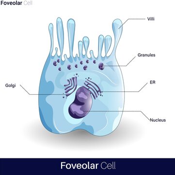 Vector Of Foveolar Cell Or Surface Mucous Cells Are Mucus Producing Cells Which Line Inside Of The Stomach 