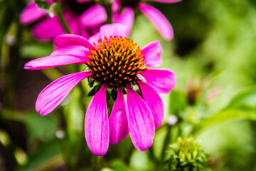 pink cone flower