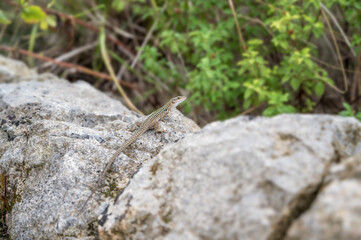 Ruineneidechse sitzt in Sizilien auf einem Felsen in der Sonne