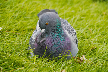 Close up of british pidgeon low level macro view wild bird showing reflective grey feathers head and eyes