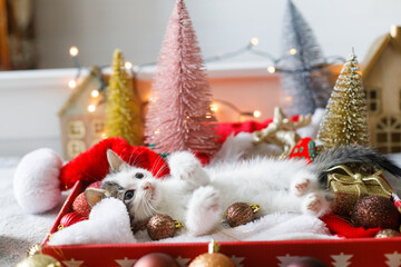 Adorable kitten playing with christmas bauble at festive decor, tree and ornaments in warm lights