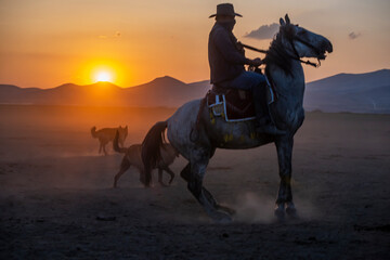 Wild horses run in foggy at sunset. Wild horses are running in dust. Near Hormetci Village, between...