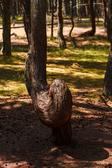 Russia, Kaliningrad region, the Curonian spit, bent trees in natural anomaly Dancing forest