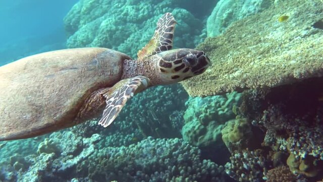 Sea turtles, Great Reef Turtle ,Bissa,

