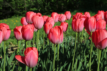Fototapeta premium Beautiful bright tulips lit by the sun in spring park