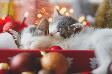 Adorable two kittens sleeping on cozy santa hat with red and gold baubles in christmas lights © sonyachny