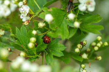 Bugs on a flowering plant