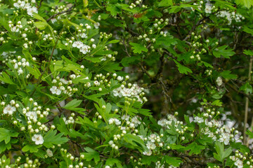 Flowers and leaves wall. Background 