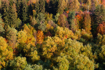 Fototapeta na wymiar Autumn multi-colored forest from a height