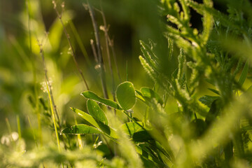 Light through meadow grasses