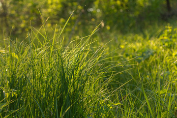 Distempered grasses