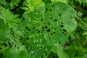 Delicious leaf &mdash; almost eaten