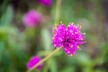 purple flower