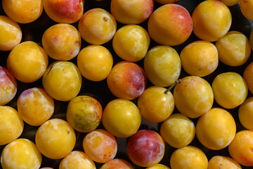 Harvest of mirabelle plums at the end of summer in eastern France.