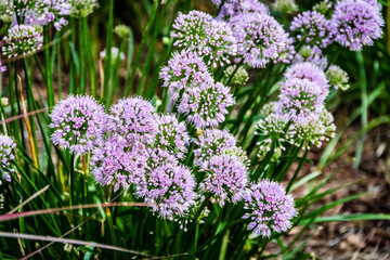 Obraz premium purple flowers
