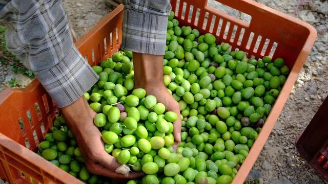 Slow motion of the hands of a farmer who enter a boxes and show the freshly harvested olives during the harvest of the day and in the sunlight, letting them fall slowly. Harvest Concept