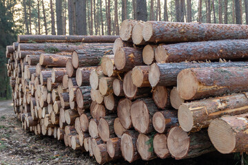 Wycinka lasu. Pnie drzew przy drodze. © Artur Łuczka