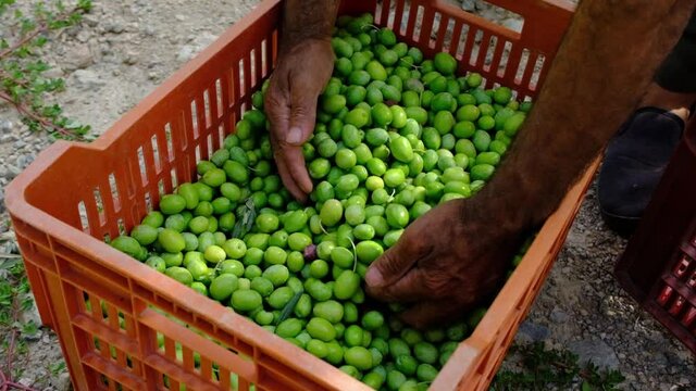 Slow motion of the hands of a farmer who enter a boxes and show the freshly harvested olives during the harvest of the day and in the sunlight, letting them fall slowly. Harvest Concept