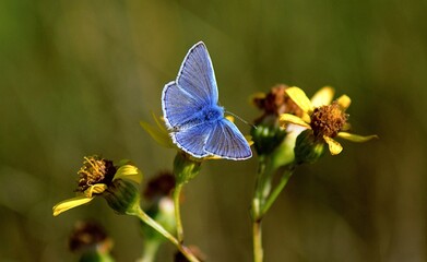 Common Blue male butterfly on yellow flowers
