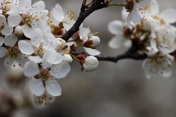 The fruits blossom in spring