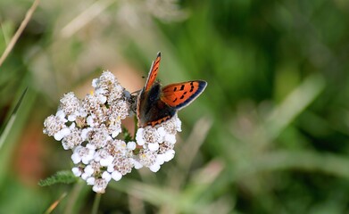 Small Copper butterfly on Cowslip flowers