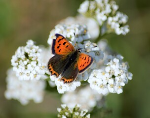 Small Copper butterfly