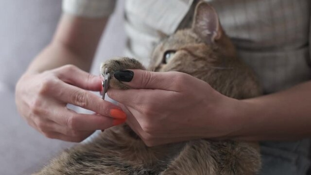 Young woman is cutting domestic ginger cat claws with clippers at home.
