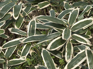 Naklejka premium 熊笹