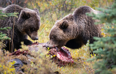 Grizzly bears in the wild