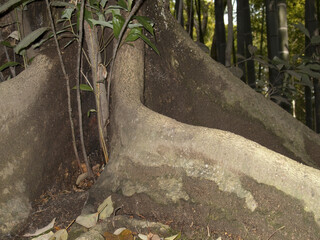 アラカシの板根
