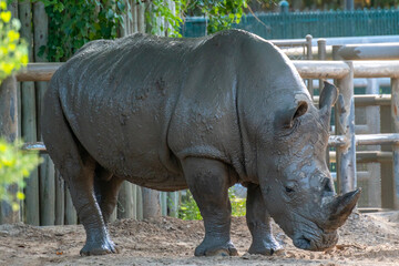Naklejka premium View of Rinho Covered in Mud in the Daytime