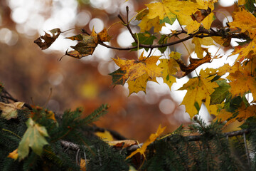 Colorful leaves in autumn