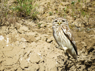 horned owl