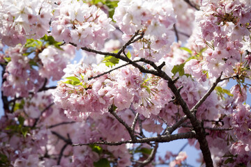 八重桜