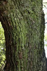 Obraz premium 樹木の苔