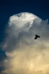The beautiful bird is flying to the clouds