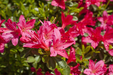 Obraz premium キリシマツツジ