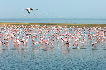 Fototapeta premium Flamingos in atlantic coast of Namibia