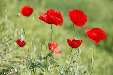 Fototapeta premium Poppy flowers in spring, may