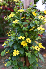 Thunbergia alata