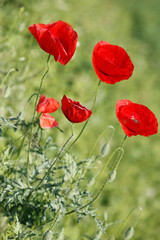 Poppy flowers in spring, may