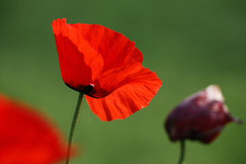 Poppy flowers in spring, may