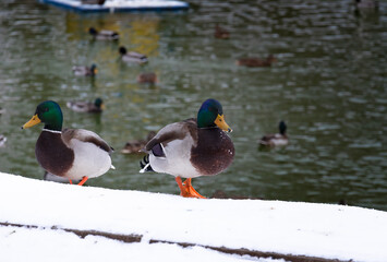 Ducks swim on the pond in winter.