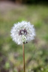 タンポポ