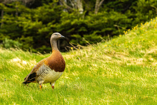 retrato de uma belo pato marrom e caramelo, num maravilhoso gramado verde e fofo