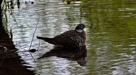Wood Pigeon taking a bath