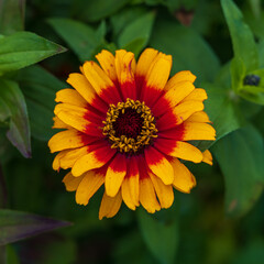 Yellow and red African Daisy in garden with blurred background.