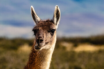 Obraz premium close-up da cabeça de um guanaco com a boca torta de uma forma engraçada