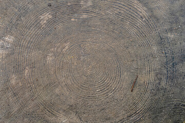 abstract background of wet cross section of a sawn tree with annual rings close up